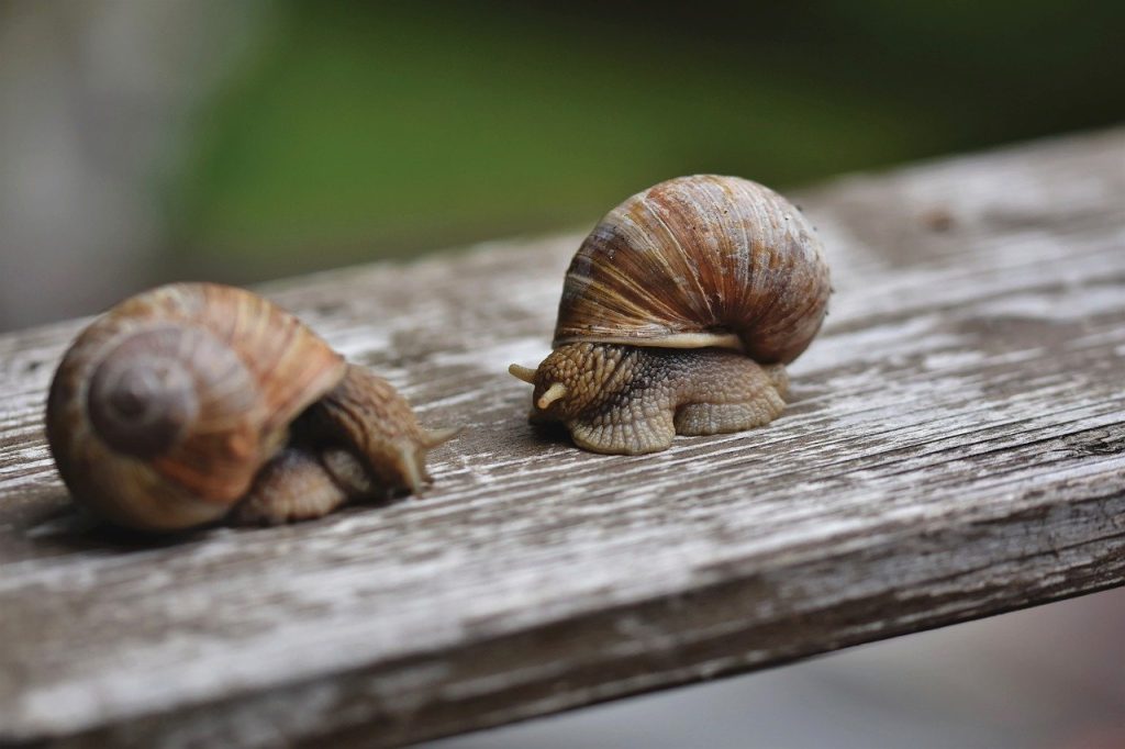 snail, shell, mollusk