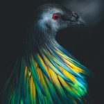 a close up of a colorful bird on a black background