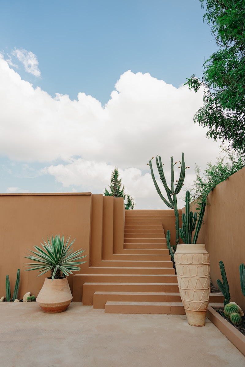 a set of steps leading up to a cactus garden