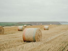 Hay bales on dry grassy field in countryside