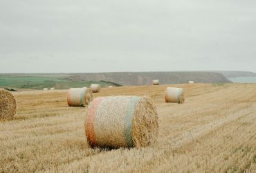 Hay bales on dry grassy field in countryside