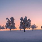 a group of trees standing in the snow