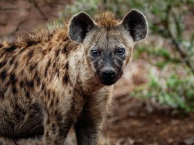 Close-up Photography of Hyena