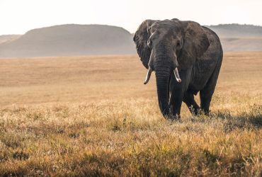 elephant on grass during daytime