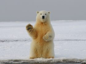 polar bear on snow covered ground during daytime